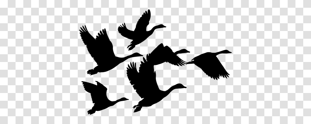 Geese Animals, Gray, World Of Warcraft Transparent Png