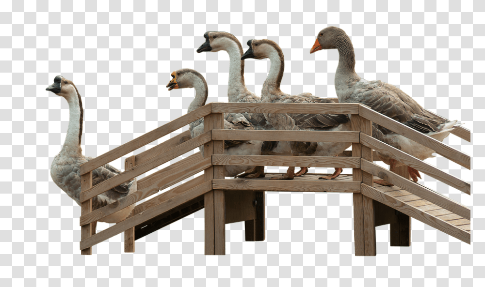 Geese 960, Nature, Bird, Animal, Wood Transparent Png