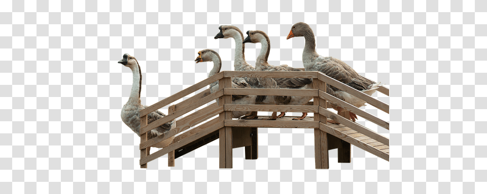 Geese Nature, Bird, Animal, Wood Transparent Png