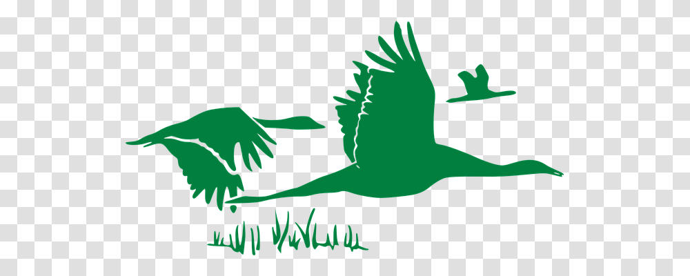 Geese Animals, Bird, Flying Transparent Png