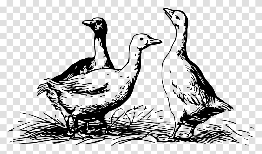 Geese 4 Clip Arts Geese Black And White, Gray, World Of Warcraft Transparent Png
