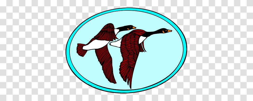 Geese Bird, Animal, Waterfowl, Anseriformes Transparent Png