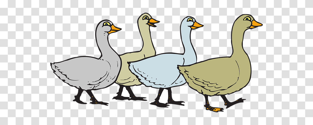 Geese Nature, Goose, Bird, Animal Transparent Png