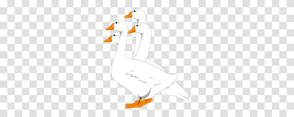 Geese Nature, Goose, Bird, Animal Transparent Png