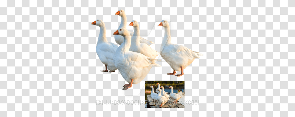 Geese 6 Image Geese, Bird, Animal, Goose, Duck Transparent Png