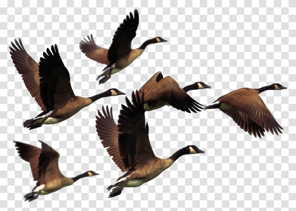 Geese Clip Art, Flying, Bird, Animal, Waterfowl Transparent Png