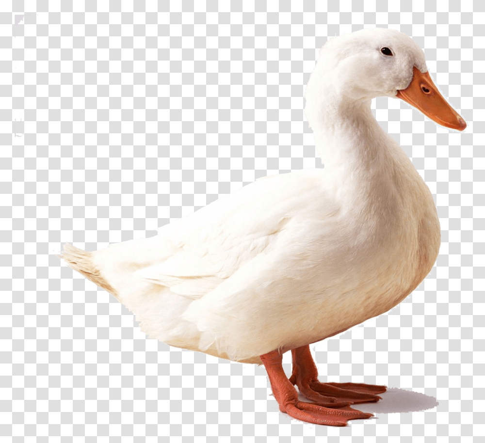 Geese Duck With White Background, Bird, Animal, Goose, Chicken Transparent Png