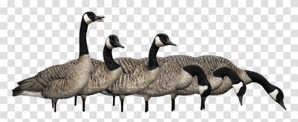 Geese Flying Canada Goose, Bird, Animal, Anseriformes, Waterfowl Transparent Png