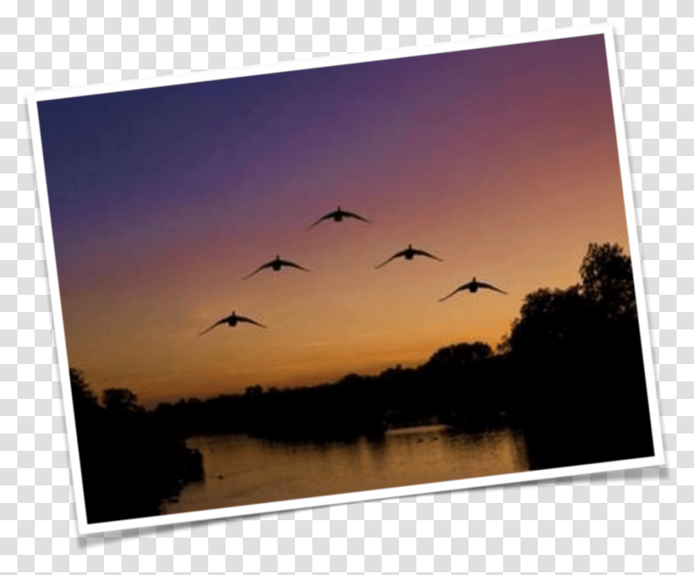 Geese Flying Flock, Animal, Bird, Plant, Machine Transparent Png