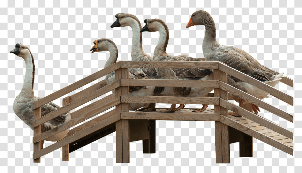 Geese Goose Stairs Stairs Free Photo Gnsetreppe, Handrail, Bird, Animal, Wood Transparent Png