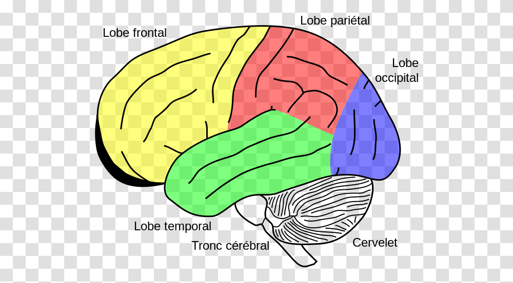 Gehirn Phineas Gage Fr Cerebellum In The Brain, Plant, Food, Sweets, Confectionery Transparent Png