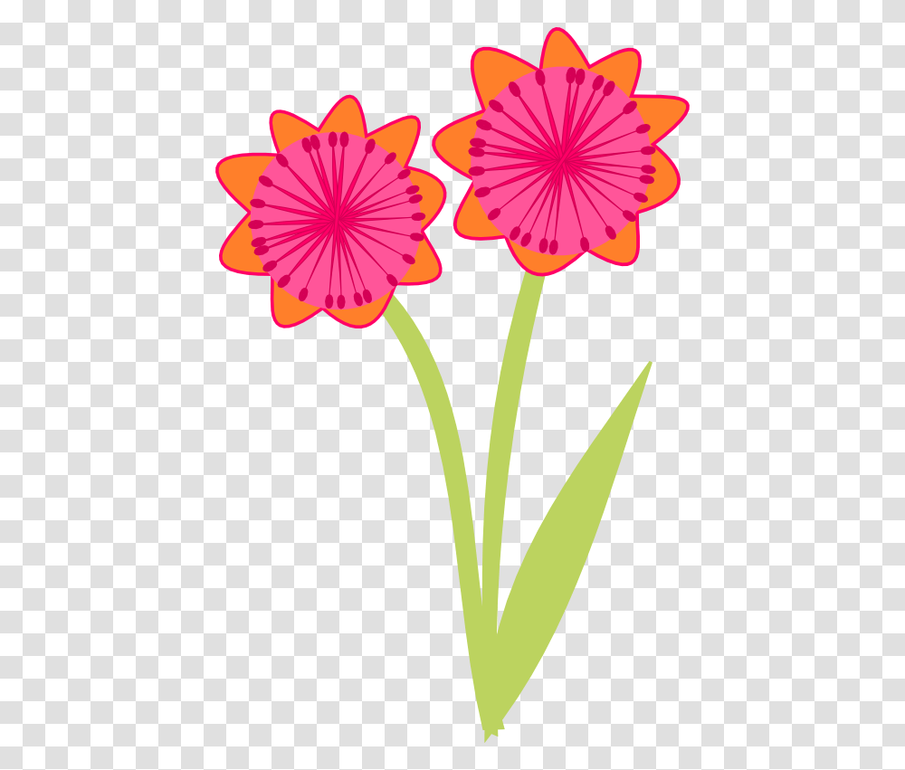 Geissorhiza, Plant, Flower, Blossom, Petal Transparent Png