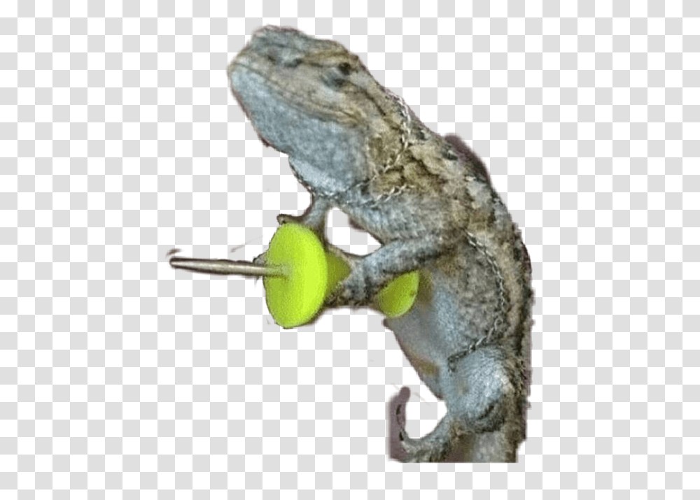 Geko Gecko Thumbtack Love Riverdale Fanartofkai Mess With The Gecko You Get The Pecko, Animal, Lizard, Reptile, Amphibian Transparent Png