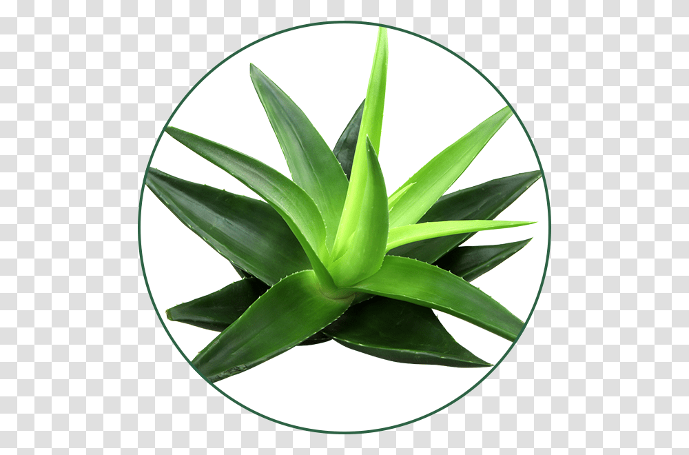 Gel De Aloe Vera, Plant Transparent Png