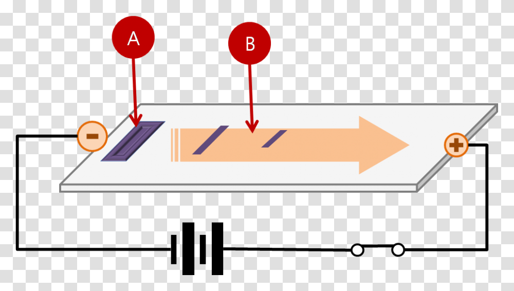 Gel Electrophoresis Procedure Migration Of Dna In Gel Electrophoresis, Plot, Diagram, Number Transparent Png