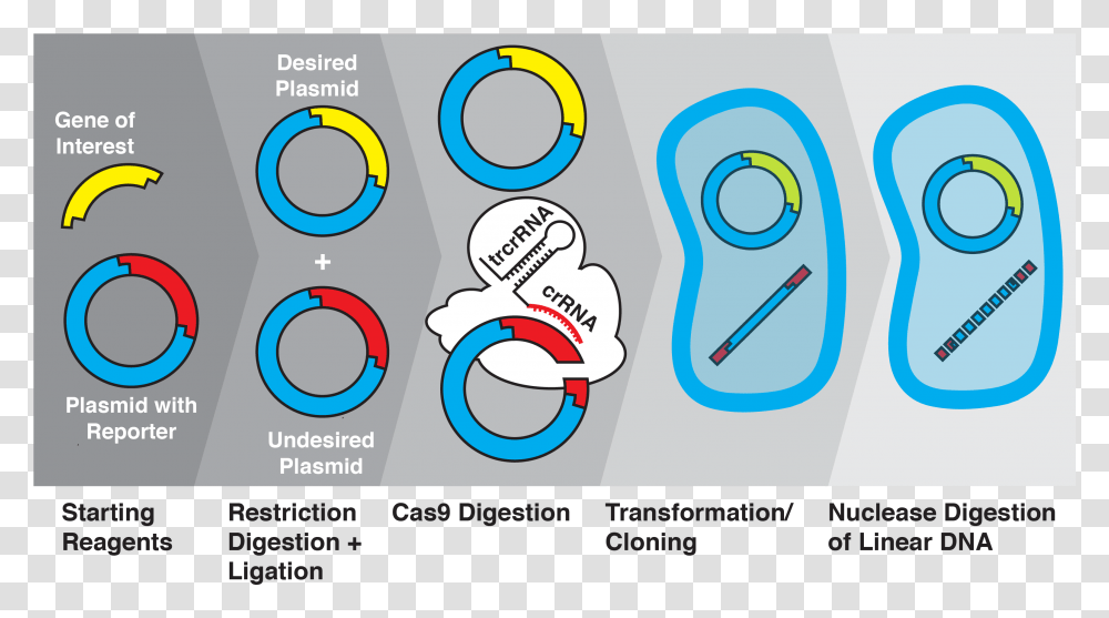 Gene Download Ligation Transformation, Number, Label Transparent Png
