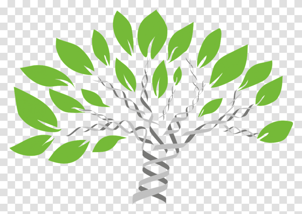 Gene Tree Of Life Evolution Dna Family Tree, Leaf, Plant, Pattern, Floral Design Transparent Png