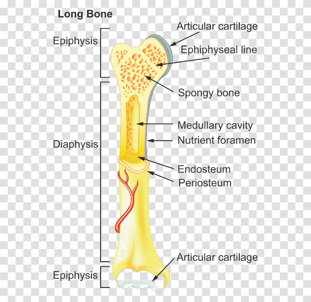 General Features Of Long Bones, Light, Cane, Stick Transparent Png