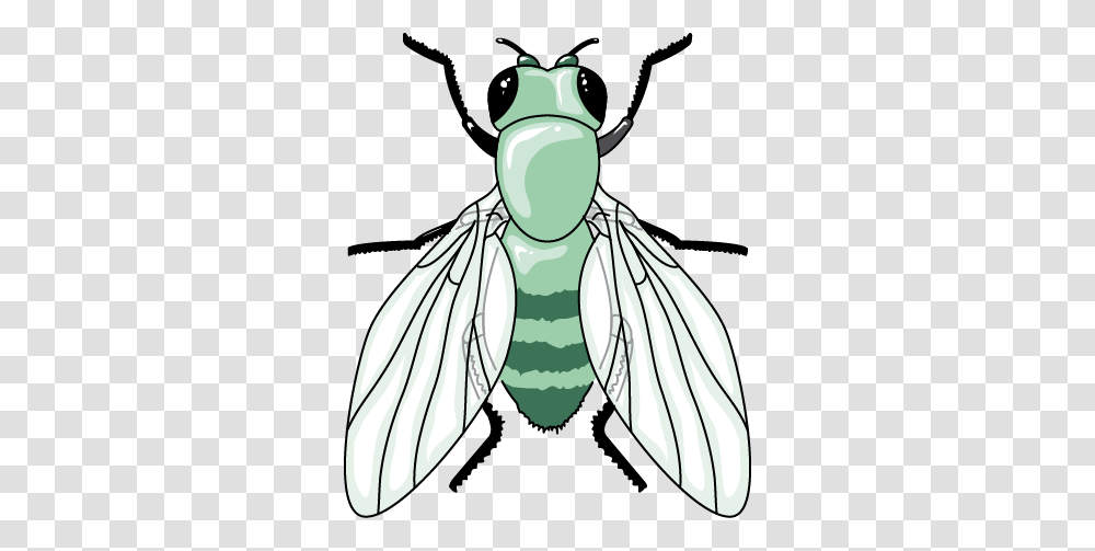 General Items Archives, Invertebrate, Animal, Insect, Dragonfly Transparent Png