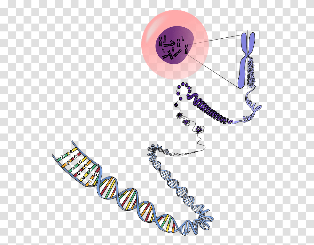 Genetics Many Chromosomes Do Humans Have, Plot Transparent Png