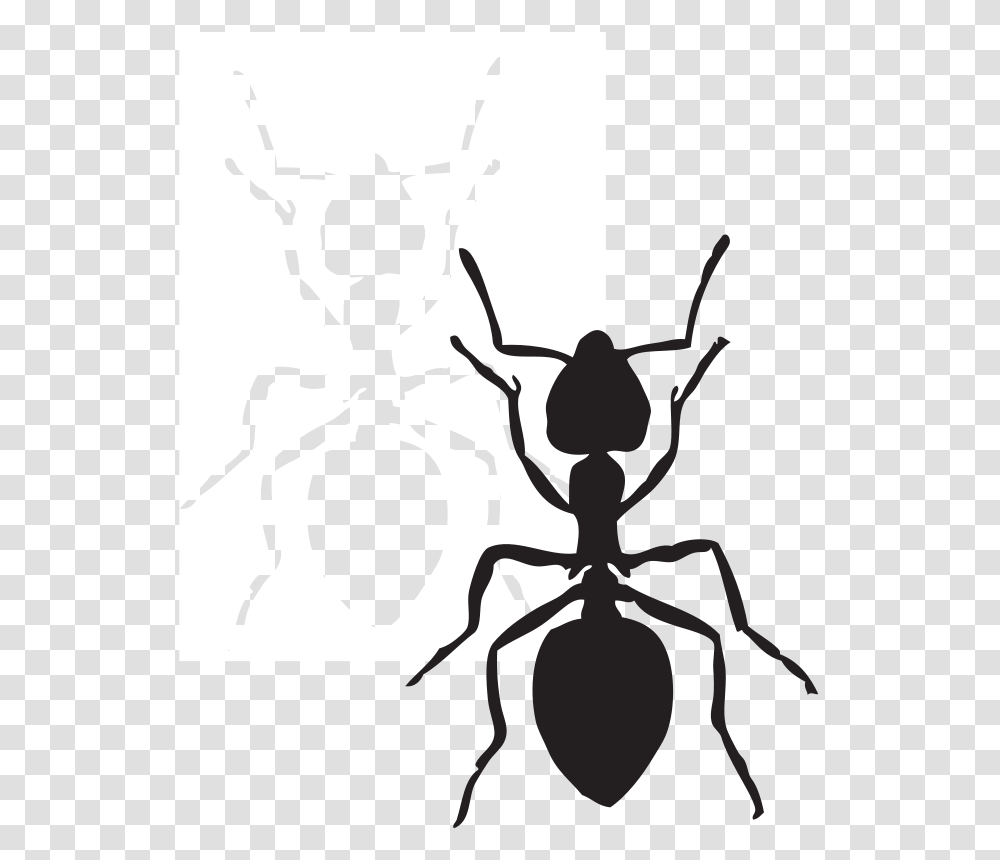 Genie Clip, Insect, Invertebrate, Animal, Ant Transparent Png