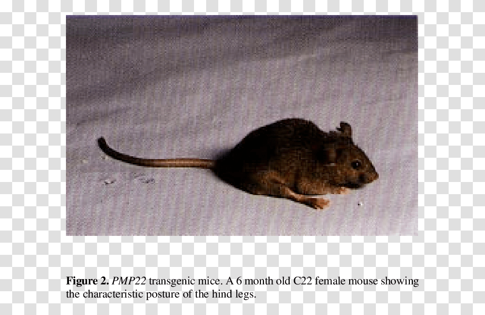 Genomic Analysis Of Transgenic Mice Mouse, Rodent, Mammal, Animal, Rat Transparent Png