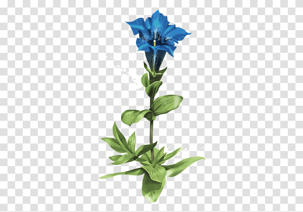 Gentian Flower And Roots, Plant, Blossom, Acanthaceae, Iris Transparent Png