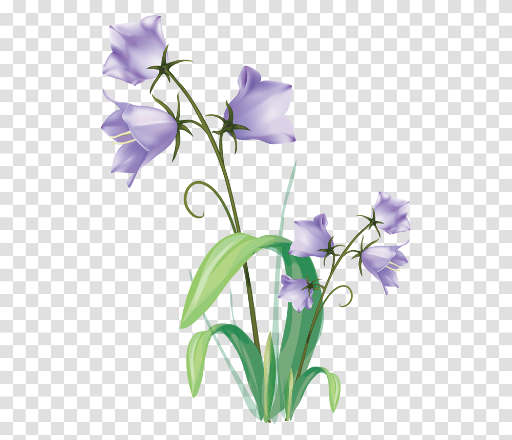 Gentian Vector Clipart Flowers Drawings, Plant, Blossom, Iris, Gladiolus Transparent Png