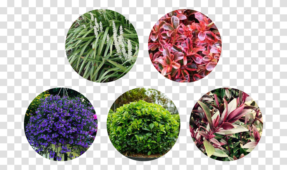 Gentiana, Plant, Vegetation, Potted Plant, Vase Transparent Png