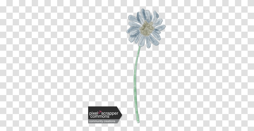 Gentle Blooms African Daisy, Plant, Flower, Blossom, Petal Transparent Png