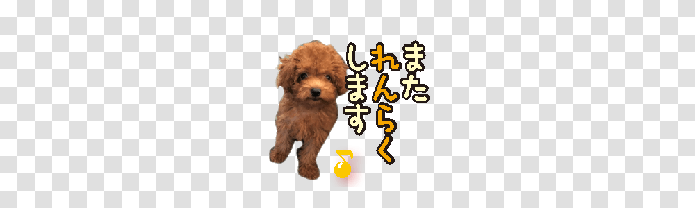 Gentle Nature Toy Poodle, Canine, Mammal, Animal, Pet Transparent Png