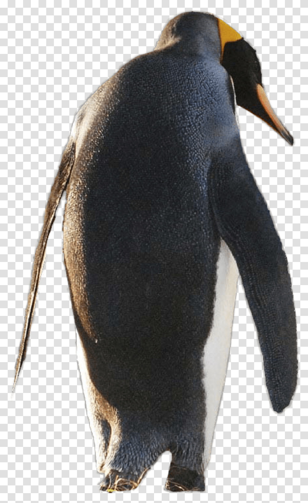 Gentoo Penguin, Animal, Bird, Person, Human Transparent Png