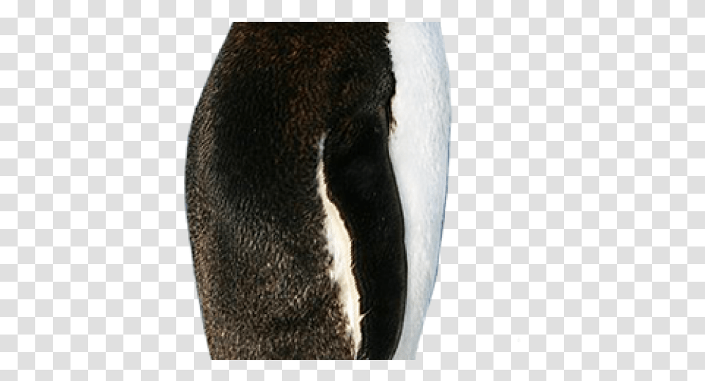 Gentoo Penguin, Bird, Animal, King Penguin Transparent Png
