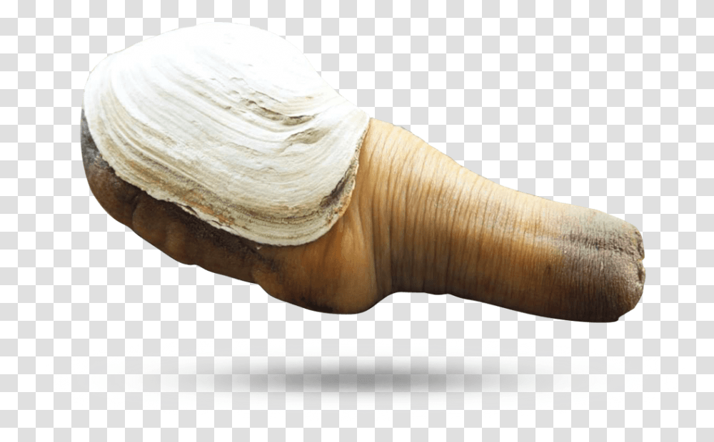 Geoduck Clams Geoduck Clam, Plant, Fungus, Produce, Food Transparent Png