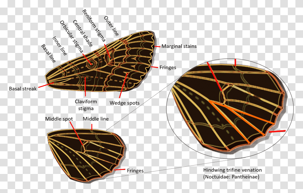Geometridae Versus Noctuidae, Outdoors, Animal, Sea Life, Plot Transparent Png