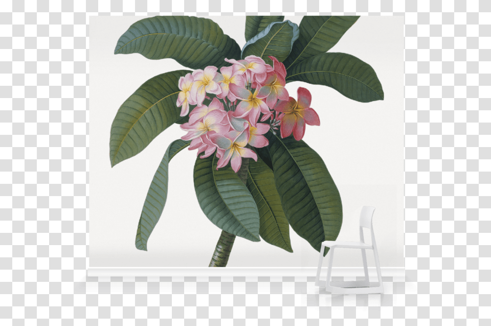 Georg Dionysius Ehret, Plant, Floral Design Transparent Png