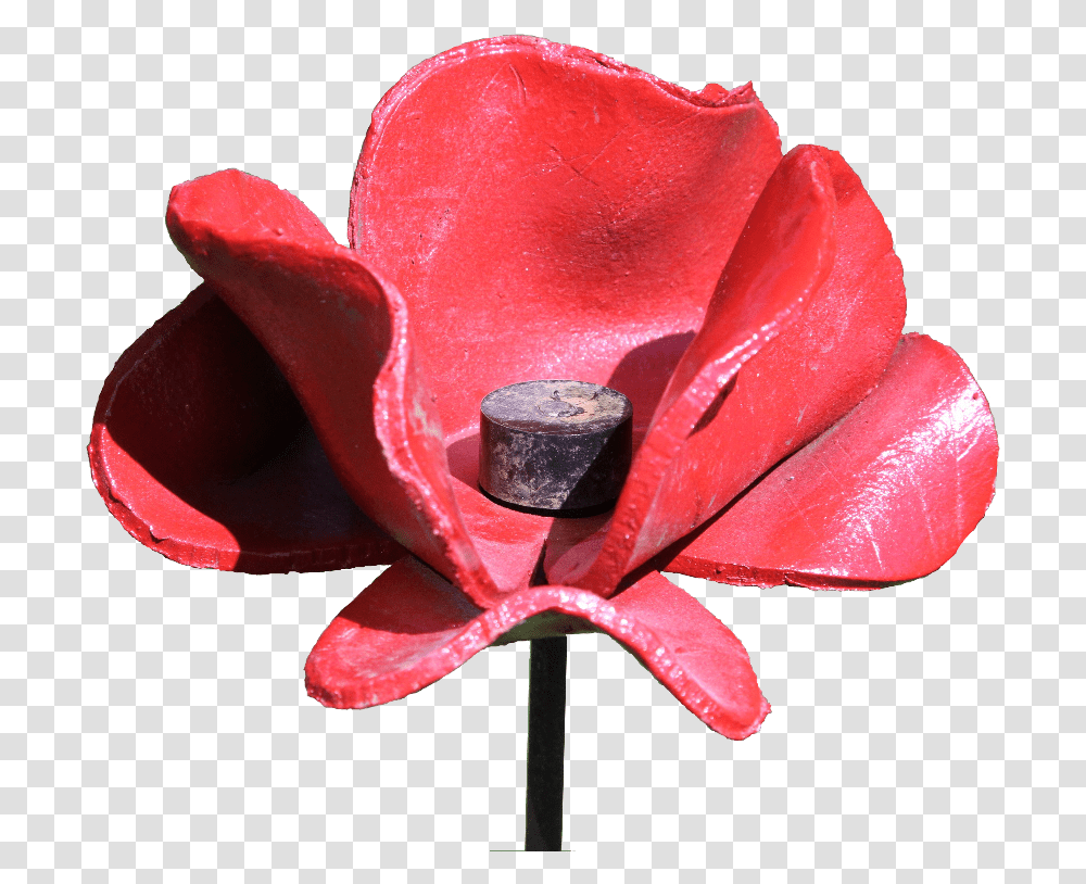 George Nosworthy S Life And War Artificial Flower, Rose, Plant, Blossom, Petal Transparent Png