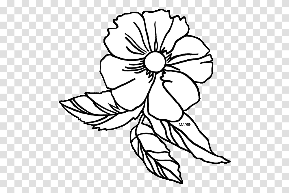 Georgia At Getdrawings Com Clipart Cherokee Rose Flower Drawing, Plant, Blossom, Hibiscus, Person Transparent Png