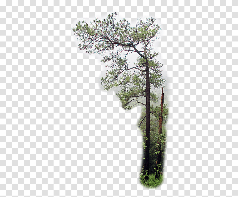 Georgia Pine, Tree, Plant, Nature, Outdoors Transparent Png