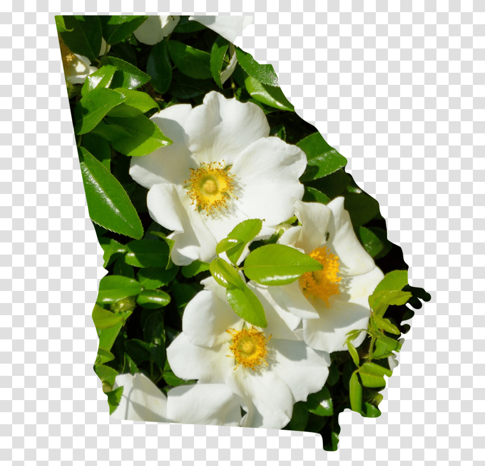 Georgia Rosa Canina, Plant, Pollen, Flower, Blossom Transparent Png