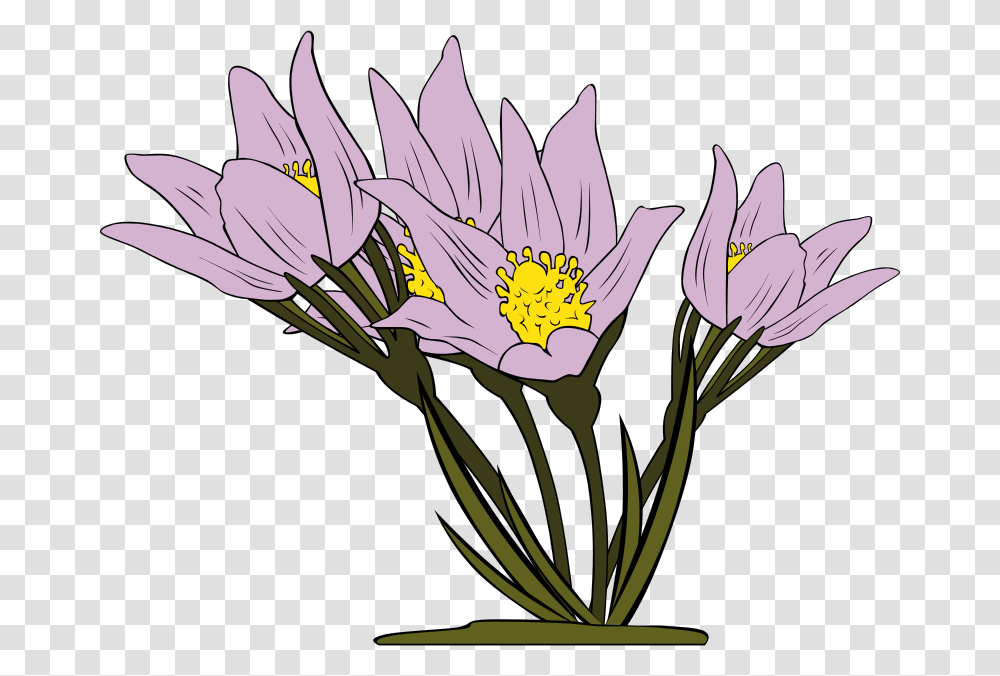 Gerald G Anemone Patens, Nature, Plant, Flower, Blossom Transparent Png
