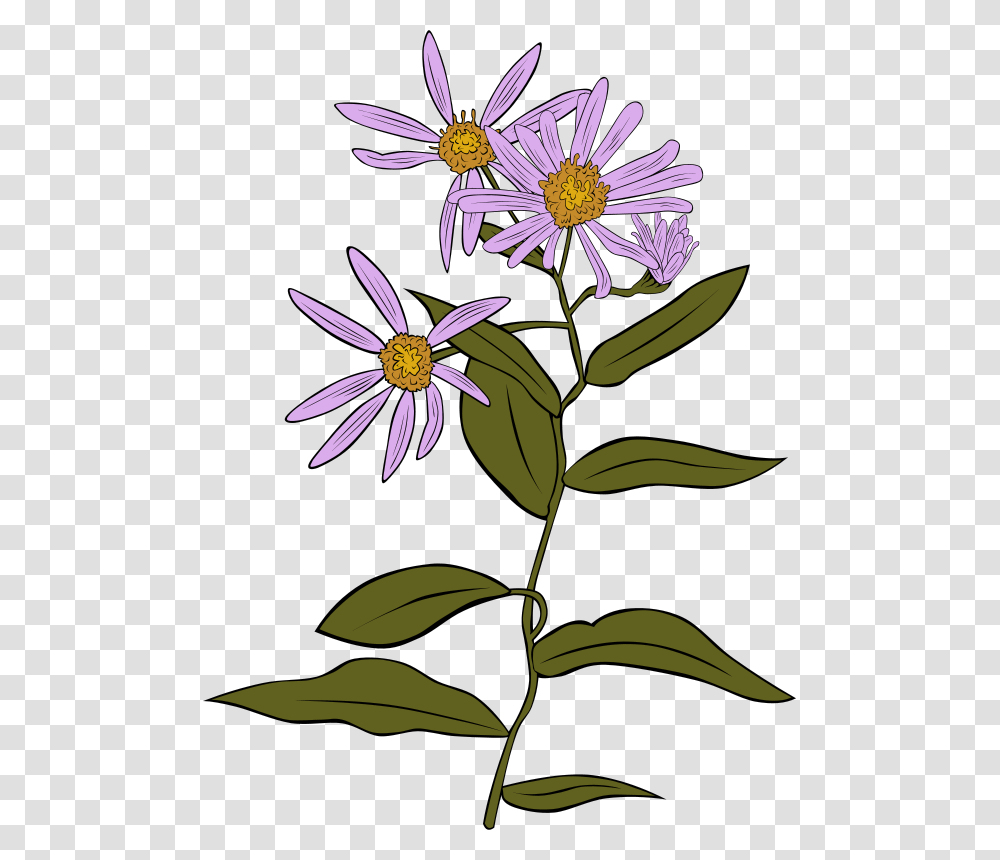 Gerald G Aster Conspicuus, Nature, Plant, Flower, Blossom Transparent Png