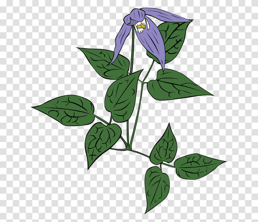 Gerald G Clematis Occidentalis, Nature, Acanthaceae, Flower, Plant Transparent Png