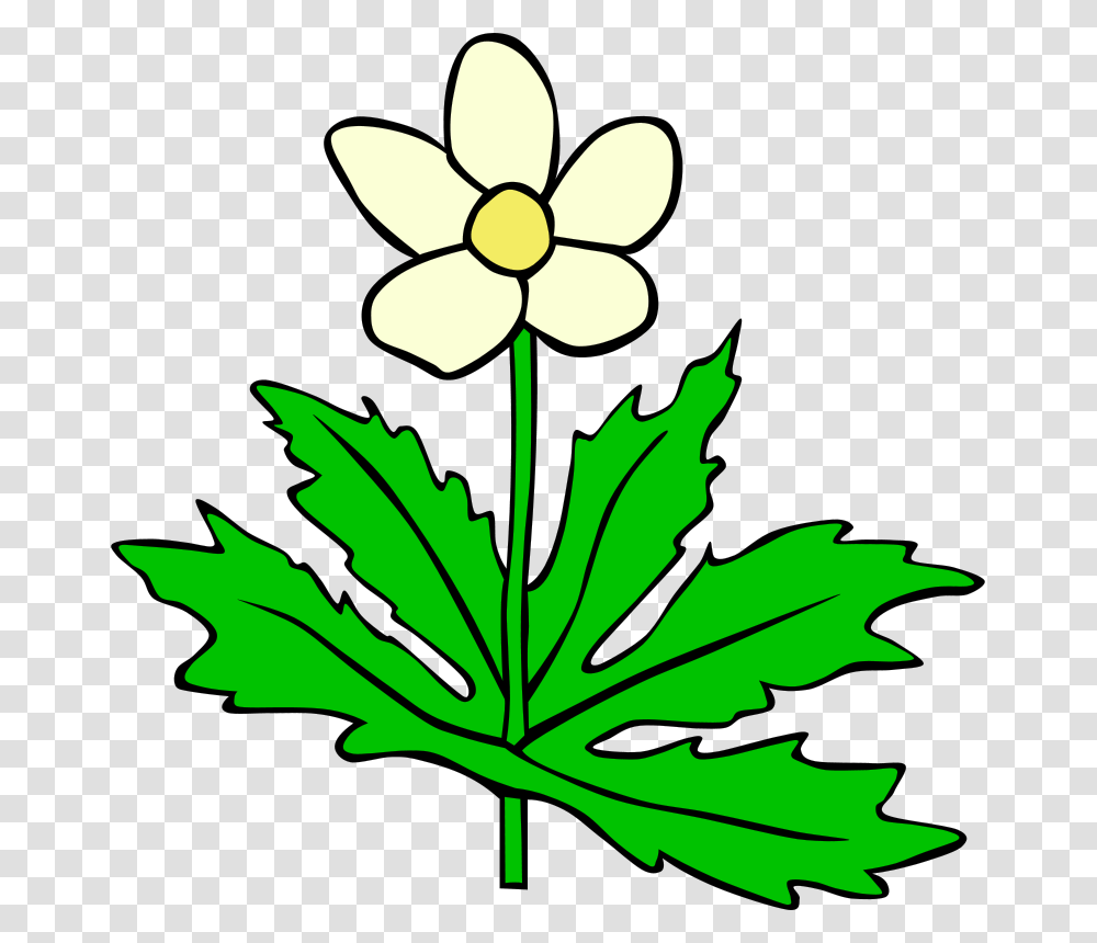 Gerald G GG Anemone Canadensis, Nature, Plant, Leaf, Flower Transparent Png