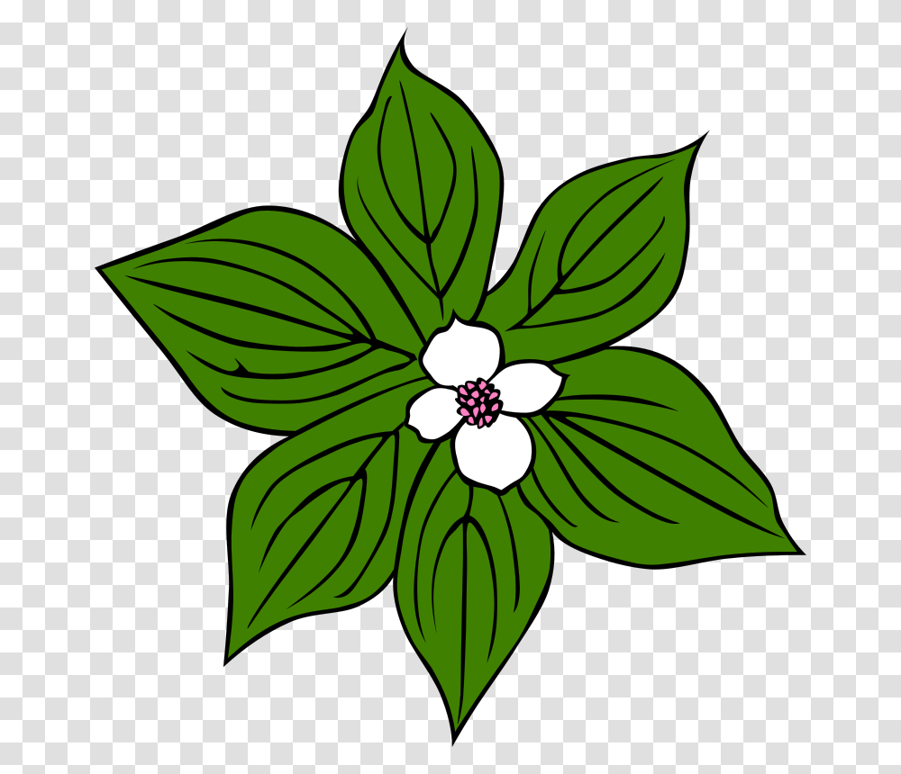 Gerald G GG Cornus Canadensis, Nature, Leaf, Plant, Floral Design Transparent Png