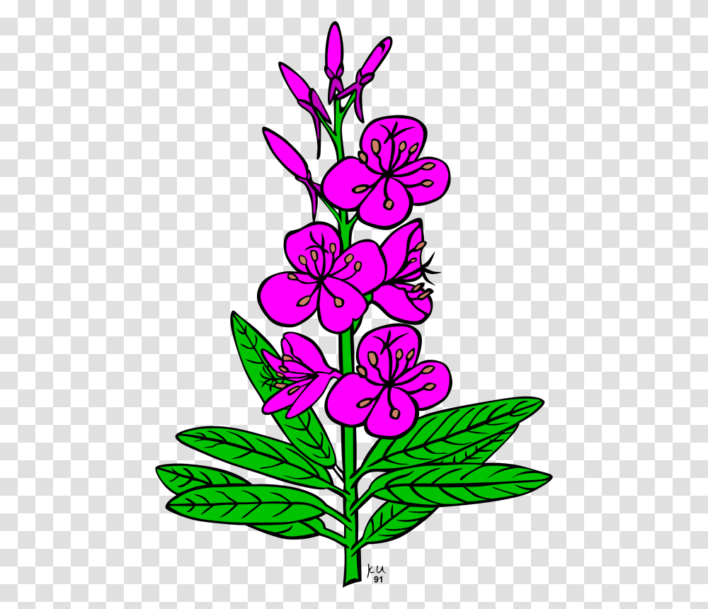 Gerald G KU Epilobium Angustifolium, Nature, Plant, Geranium, Flower Transparent Png