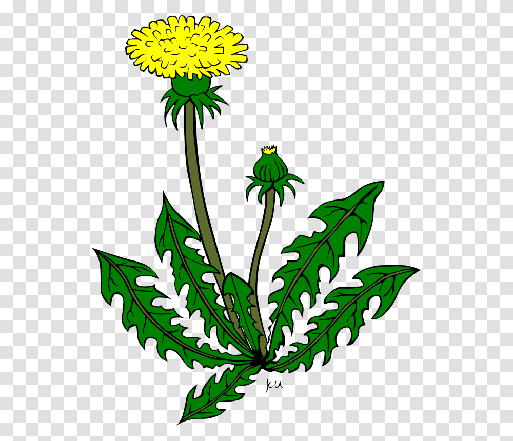 Gerald G KU Taraxacum Officinale, Nature, Plant, Flower, Blossom Transparent Png