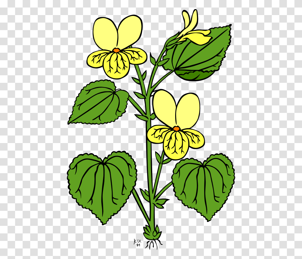 Gerald G KU Viola Glabella, Nature, Leaf, Plant, Flower Transparent Png