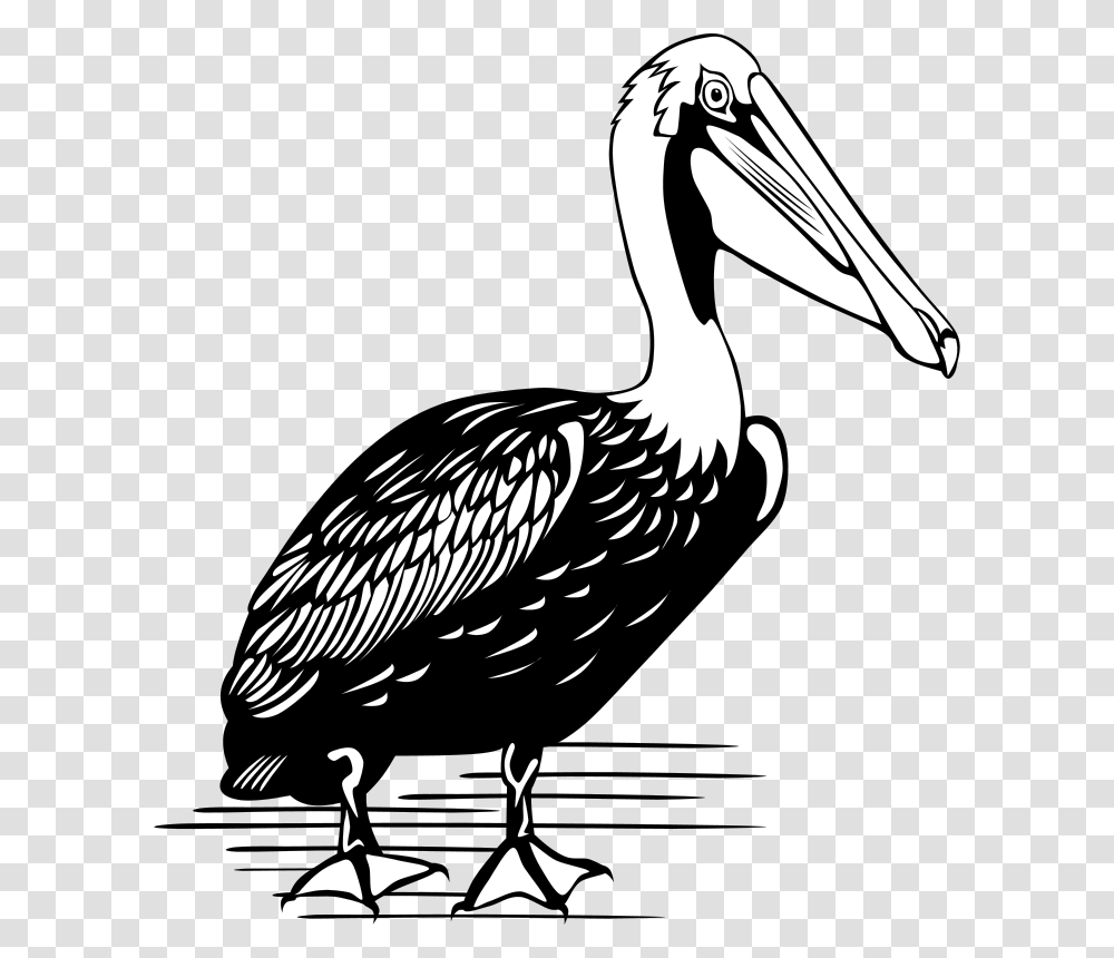 Gerald G Pelican, Animals, Bird, Stork, Vulture Transparent Png