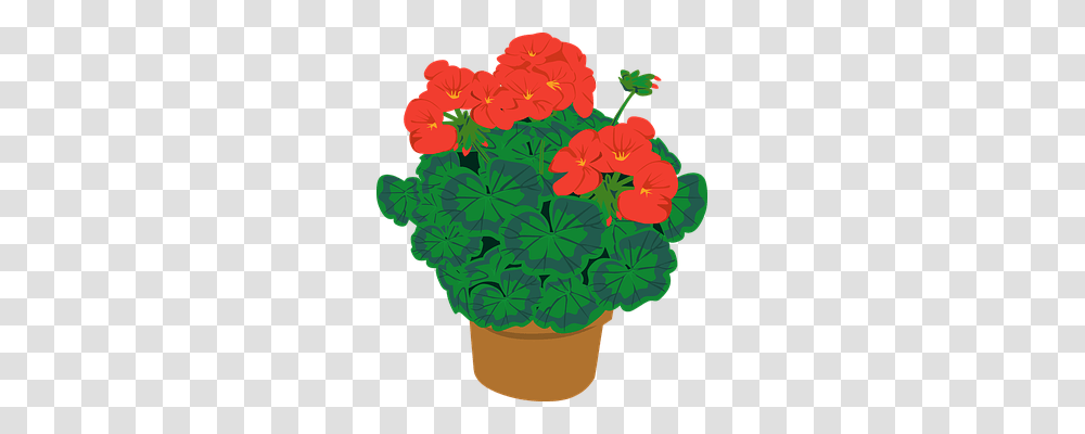 Geranium Nature, Flower, Plant, Blossom Transparent Png